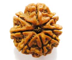 eighte mukhi rudraksha